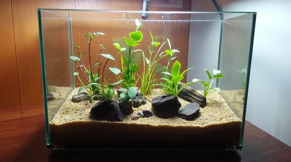 Entretien d'un terrarium pour reptiles : astuces incontournables